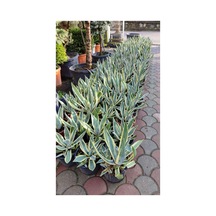 Alacalı Agave Bitkisi