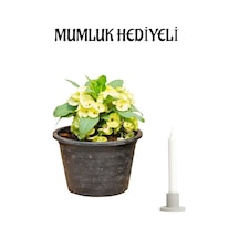 Sarı Renk Milli Dikenler Tacı Çiçeği Sevgililer Gününe Özel Mumluk Hediyeli Bitki