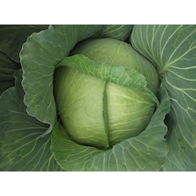 Green Line Yalova1 Lahana Tohumu 10gr