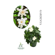 Harika Kokulu Gardenya Çiçeği 1 Adet Saksılı 20-40cm İç Mekan Çiçeği