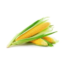 Haşlamalık Süt Mısır Tohumu 15 Tohum Mısır Tohumu +