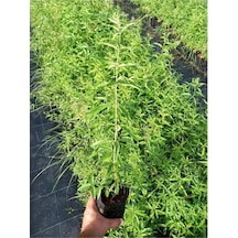 Melisa Fidanı Limon Çiçeği Fidanı 10-20 Cm
