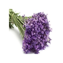 Tüplü Lavanta lavandula Fidanı-kokulu