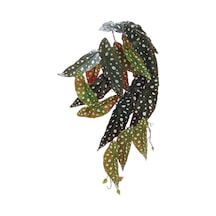 Yapay Fil Kulağı Sarmaşık Demeti 55 cm