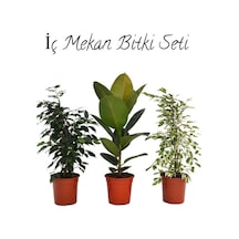 Salon Çiçek Seti Yeşil Benjamin 40-60cm -kauçuk 50-60cm -alacalı Benjamin Çiçeği 40-50cm