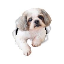Shih Tzu Köpek Araba Sticker Yapıştırması 18 Cm