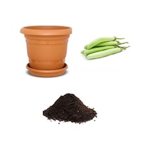 Nadir Endonezya Yeşil Kemer Patlıcan Tohumu Ekim Seti