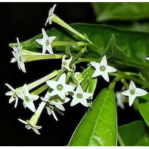 Melisa Çiçeği Cestrum Nocturnum 10 Adet