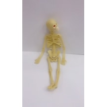 Iskelet Modeli 20 Cm.Yumuşak