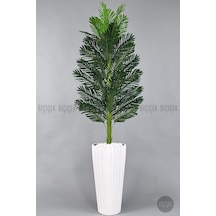 Yapay Areka Ağaci 220 Cm Beyaz Li Lyum Saksıda
