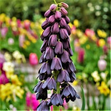 Mor Renkli Fritillaria Persica Ters Lale Soğanı 2 Adet