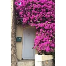 Bougainvillea Pembe Begonvil Canlı Dış Mekan Sarmaşığı 10-20 Cm