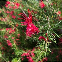 Gravilla Çalısı Çiçeği Fidanı 30-50 Cm Saksılı Çiçekli Bodur Bitkiler Grevillea Juniperina