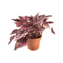 Begonia Rex 'Hugh McLauchlan' (Begonya Çiçeği) Ø12 CM Y25-30 CM