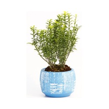 BONSAİ EUONYMUS MİCROPHYLLUS - HEDİYELİK ARKAİK SAKSIDA MAVİ