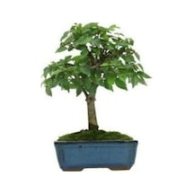 Bodur Beyaz Dut Bonzai Ağacı Tohumu 5 Tohum + Bonsai Tohumu