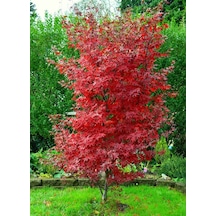 Kırmızı Japon Akçaağacı Acer Palmatum Tohumu 10 Adet