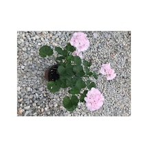 Şeker Pembe Sardunya Çiçeği Fidesi 10-20 Cm