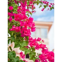 Videolu Sarmaşık Begonvil Çiçeği 40 50 Cm 1 Adet Saksılı Bahçe Dekoratifi Bitkisi Bougainvillea