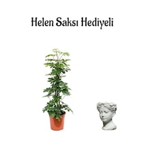 Parlak Yapraklı Yeşil Şeflera Bitkisi Sevgililer Gününe Özel Helen Saksı Hediyeli