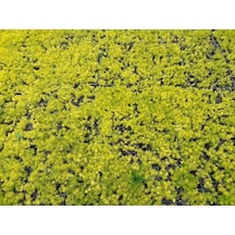 Sarı Sedum 10 Adet - Yer Örtücü Çok Yıllık Bitki