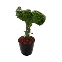 Euphorbia Lactea 'Green Cristata' (Kaktüs) Ø10,5 CM Y20-25 CM