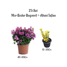 Bodur Mor Renk Begonvil Çiçeği+altuni Taflan 2'li Set Saksılı Dış Mekan Bitkisi