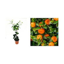 MANDALİNA FİDANI (Satsuma) 3 ADET - 3 YAŞ AŞILI ve TÜPLÜ 100-150