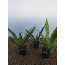 Zarif Görünümlü 3 Adet Kılıç Çiçeği 30-45 Cm Saksılı Çiçekli Bodur Bitkiler Gladiolus