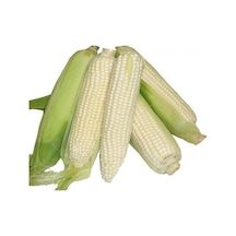 Nadir İthal Waxy Corn Mumlu Beyaz Mısır Tohumu 5 Tohum Darı Tohum