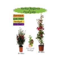 Kırmızı Renk Begonvil+kırmızı Fırça Çalısı+buz Çiçeği 3'lü Peyzaj Seti