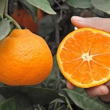 Tüplü Aşılı Okitsu Mandalina Fidanı 2 Yaş 100-120 Cm