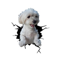 Maltese Araba Sticker Yapıştırması Model10 18Cm