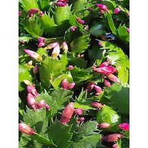 Yılbaşı Kaktüsü Beyaz Renk Yılbaşı Çiçeği 10-15cm White Schlumbergera
