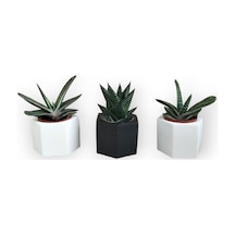 Haworthia & Gasteria 3'lü Sukulent Seti | Siyah & Beyaz Seri