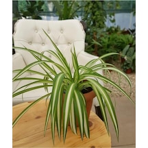Doğal Hava Temizleyici Kurdele Çiçeği/ Chlorophytum 10-20 Cm
