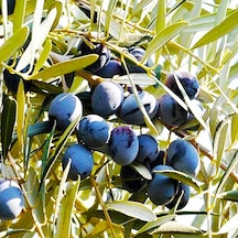 Tüplü Gemlik Zeytin Fidanı - 1 Yaş