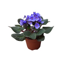 Saintpaulia Ionantha 'blue' Menekşe Çiçeği Ø10,5 Cm Y15-20 Cm