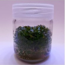 Ludwigia Peruensis In Canlı Bitki
