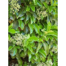 Kartopu Viburnum Lucidum 1 Adet 40-60 Cm Saksılı Dış Mekan Bahçe Peyzaj Çit Bitkisi