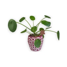 Çin Para Bitkisi | Mini Pilea | Pembe Desenli Saksıda