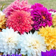 Mixed Dahlia Yıldız Çiçeği Yumrusu 5 Adet