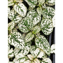 Yaprağı Güzel Beyaz Renk Hostes Çiçeği 1 Adet Saksılı White Hypoestes 10-15cm