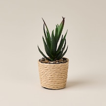 Deco Hasır Saksı Yapay Aloe Vera - Bej / Yeşil - 14x6 Cm Çok Renkli
