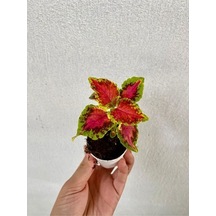 Kırmızı Yeşil Renk Yaprak Güzeli Çiçeği 1 Adet 10-20 Cm