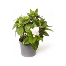 Gardenya Jasminoides Kokulu Gardenya Ev Ve Ofis Bitkisi 30 Cm 1.kalite