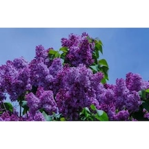 Serada Decor Plant Leylak Fidanı Çiçeği Kokulu 60 Cm Saksılı