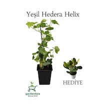 Hedera Helix Duvar Sarmaşığı 1 Adet Saksılı 30-50cm+yeşim Para Çiçeği