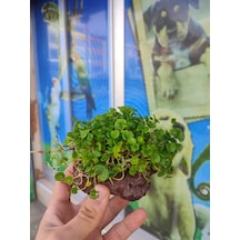 Dichondra Repens "Kayaya Tutturulmuş"
