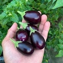 10 Adet Tohum Mini Mor Patlıcan Tohumu + Tohum